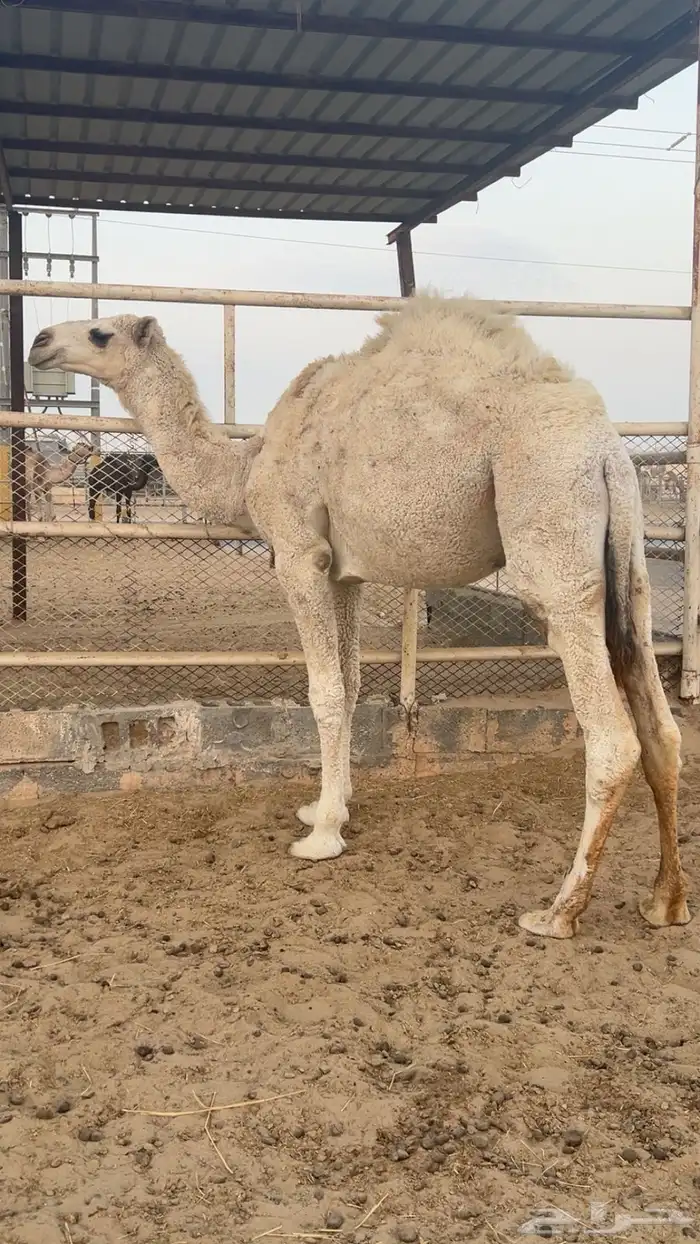 قعود مفرود طيب للقصب 1