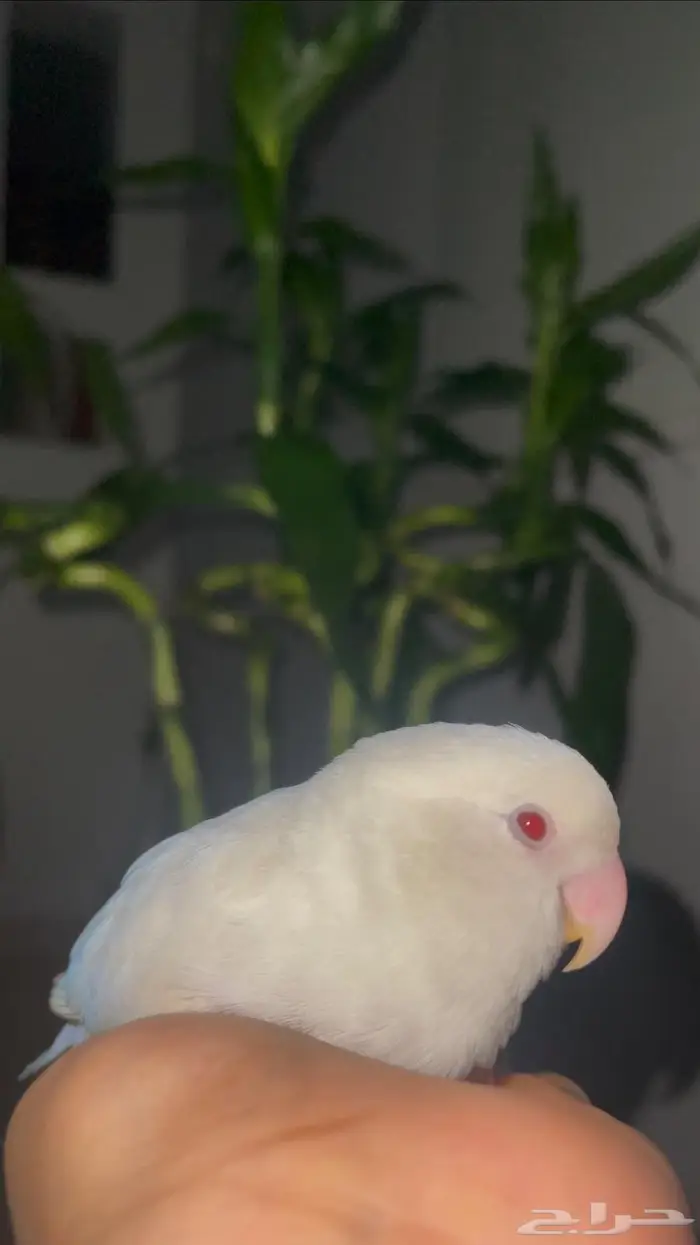 طير روز البينو مفقود 0