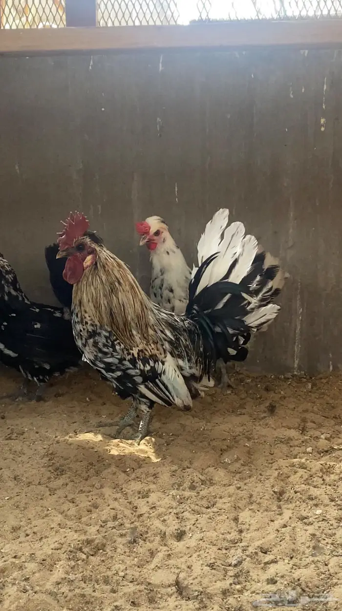 دجاج حباحب ديك ودجاجتين 5