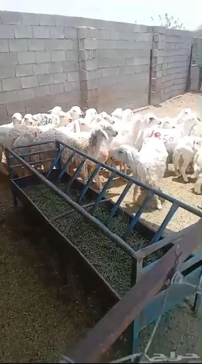 ذبائح حنيذ مندي عربي سليق كوزي مديني كابلي بخاري 16