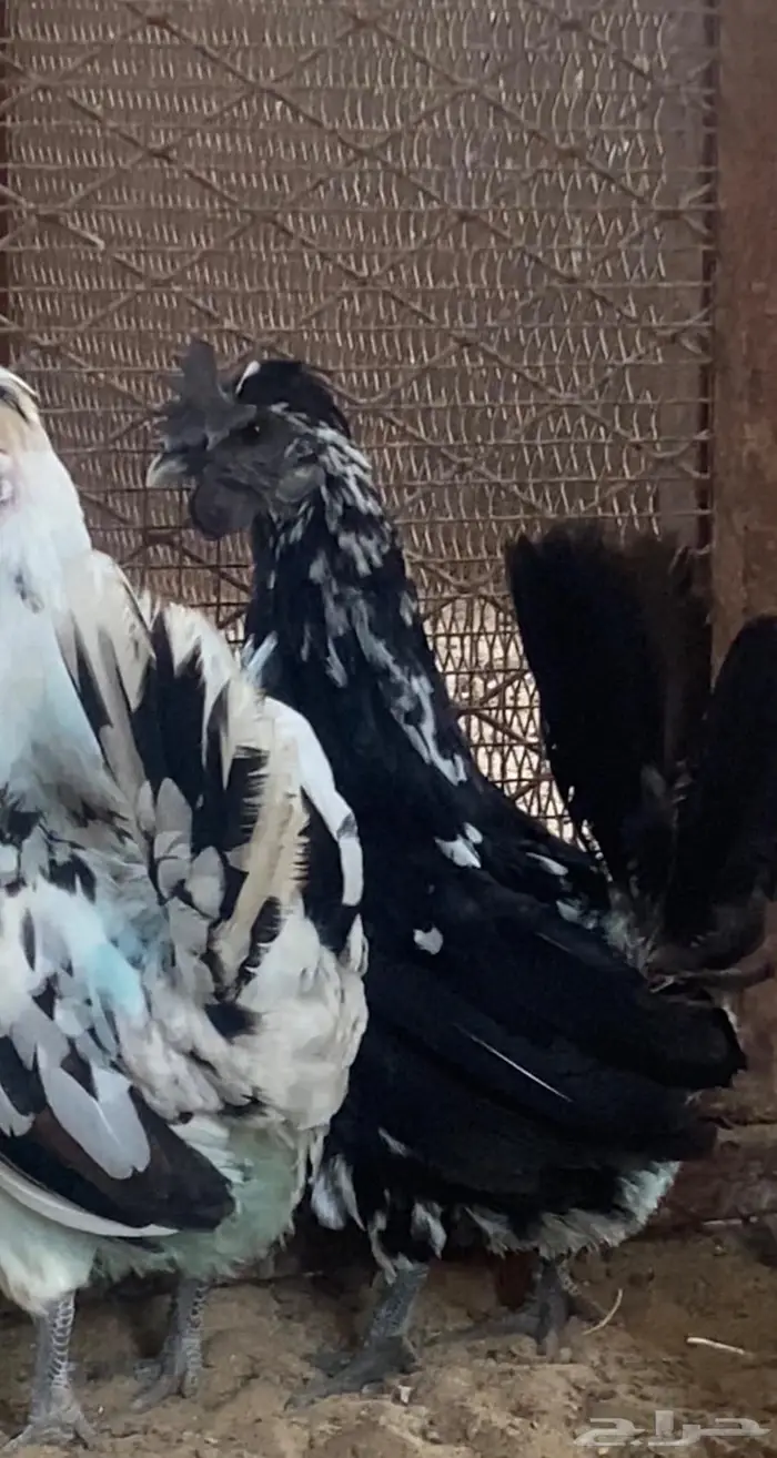 دجاج حباحب ديك ودجاجتين 2
