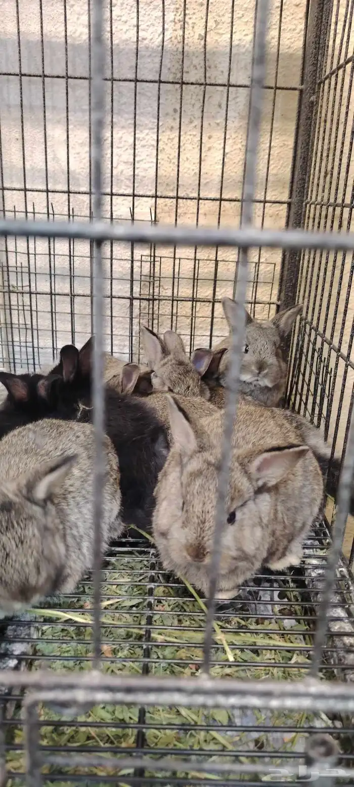 ارانب قزمي 1