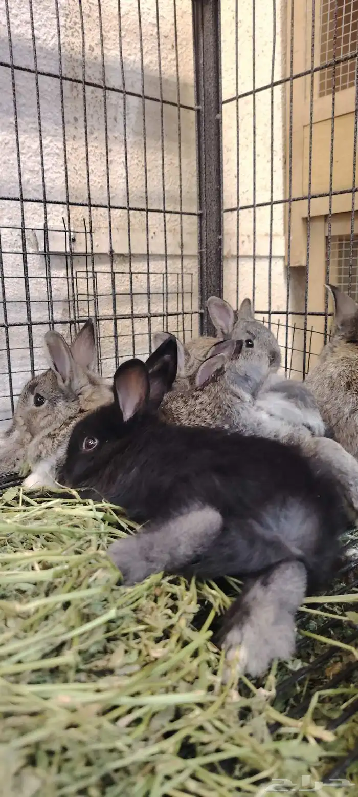 ارانب قزمي 0