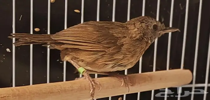 من اندر النوادر الميني خوامي استاذ فن التغريد 2