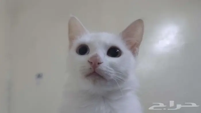 قطه تركية للبيع 1