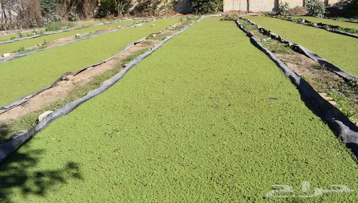 ازولا للبيع باحسن جوده وافضل سعر 0