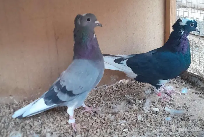 قطايف بالخرج 11