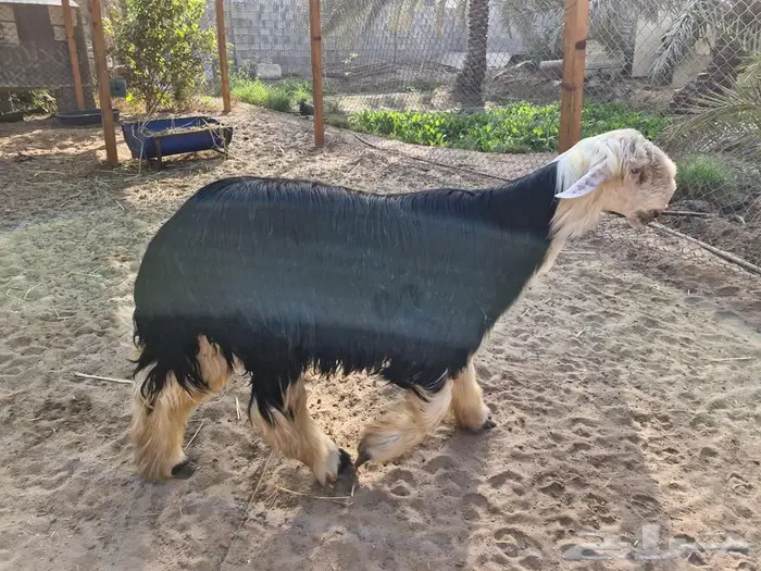 طلي نجدي فاخر 3