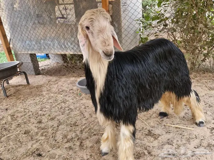 طلي نجدي فاخر 1