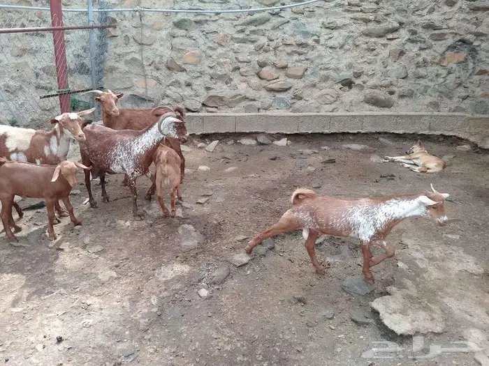 محايل عسير فرشاط 2