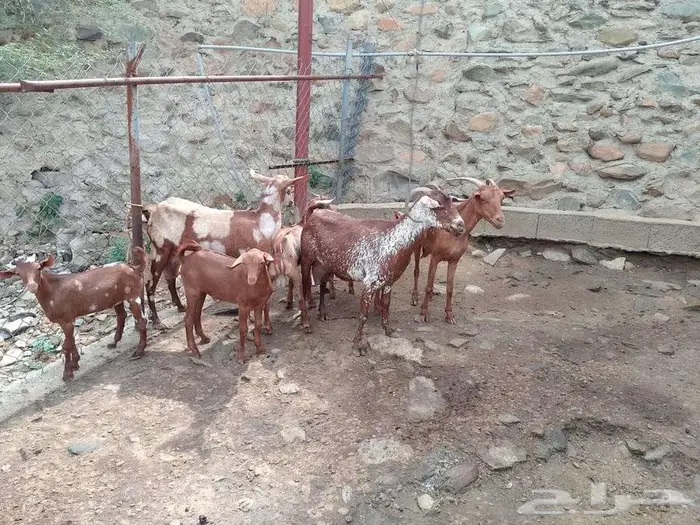 محايل عسير فرشاط 0