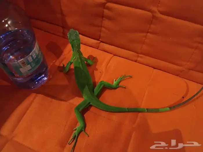 اغونا للبيع 0