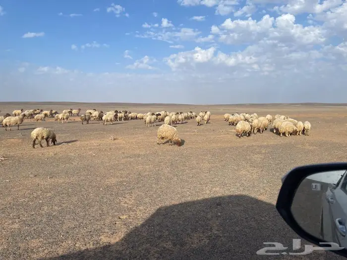 غنم نعيم مراح واحد 0