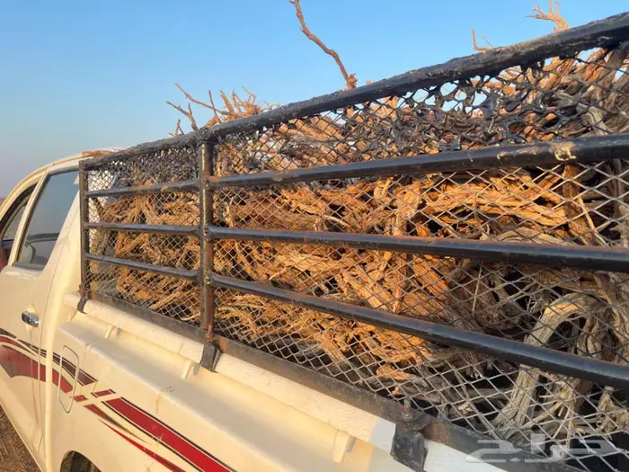 رمث القصيم يوجد حمل غمارتين 1