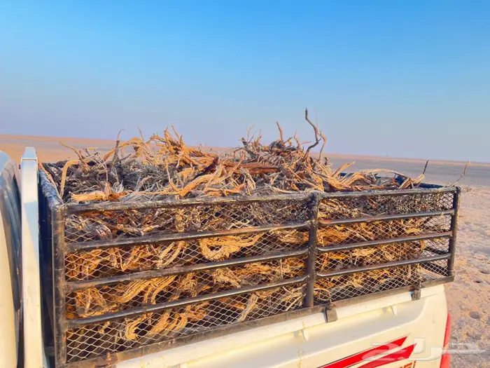 رمث القصيم يوجد حمل غمارتين 2