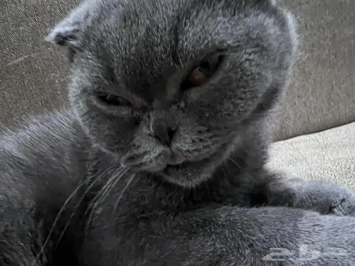 قط أليف جدا تبني 0