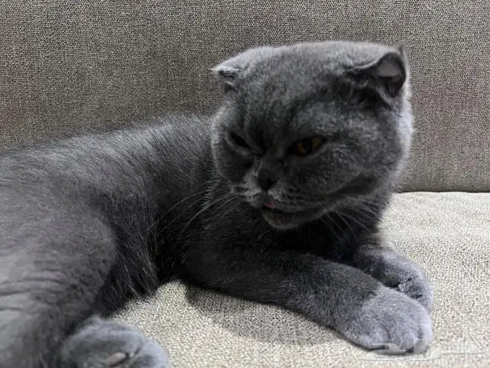 قط أليف جدا تبني 1