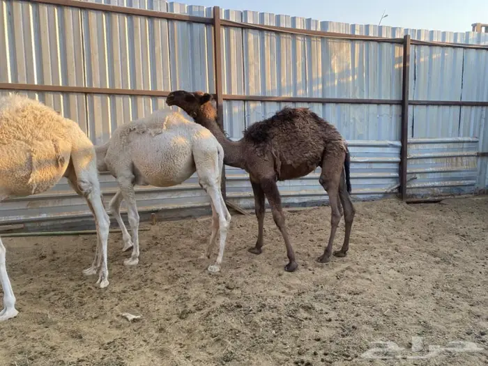 حاشي قعود وبكرة 3