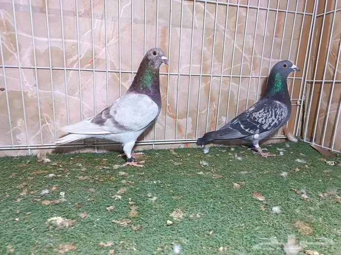 أجواز زواجل سباق وذكور فرايد 4