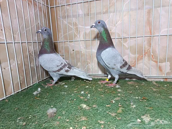 أجواز زواجل سباق وذكور فرايد 3