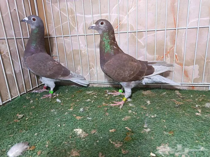 أجواز زواجل سباق وذكور فرايد 1