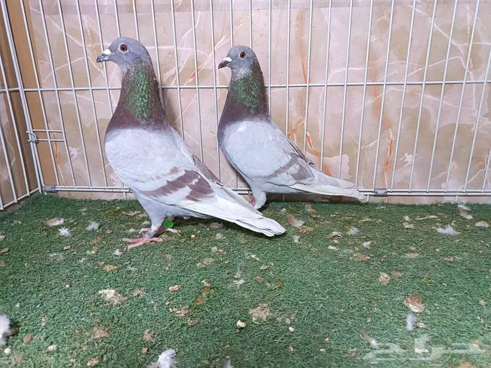 أجواز زواجل سباق وذكور فرايد 0