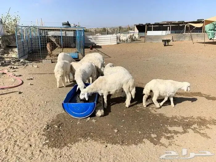 طليان جبر ولباني مع السلخ ولتوصيل 4