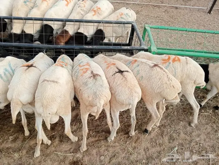 تيوس وبرابر ممتازة بأسعار تنافسية 5