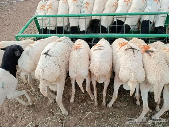 برابر فل شحم و لحم علي الشرط 1