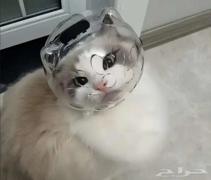 مستلزمات قطة مستعملة 6