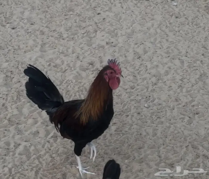 ديك عربي ترثه فاخر 2