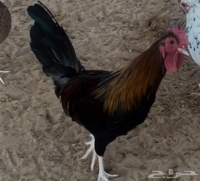 ديك عربي ترثه فاخر 0