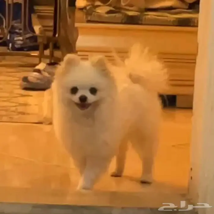 بوميرينيان ميني 1