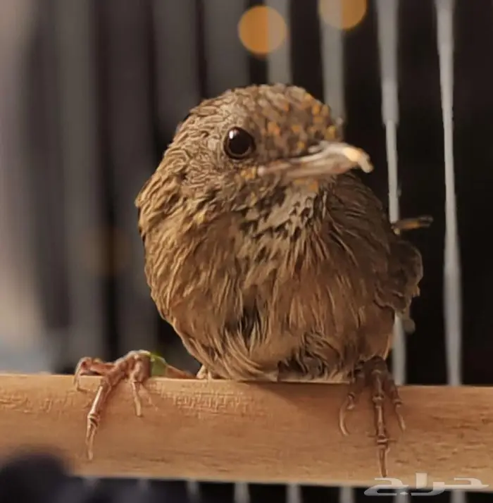 من اندر النوادر الميني خوامي استاذ فن التغريد 0