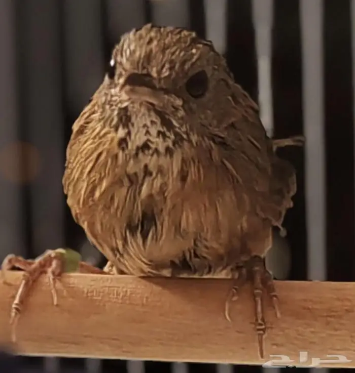 من اندر النوادر الميني خوامي استاذ فن التغريد 3