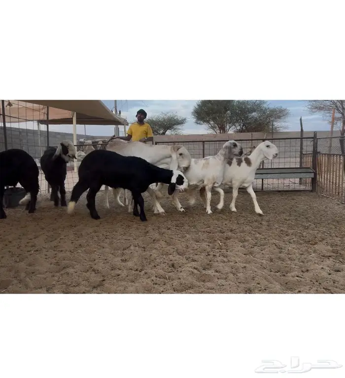 فحل ساكني صنف معرف 1