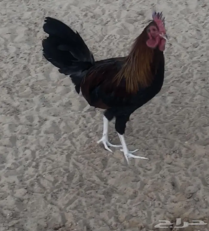 ديك عربي ترثه فاخر 1