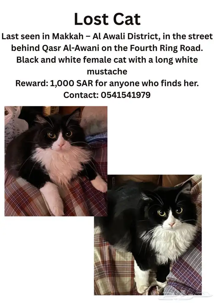 قطه مفقوده من حي العوالي 1