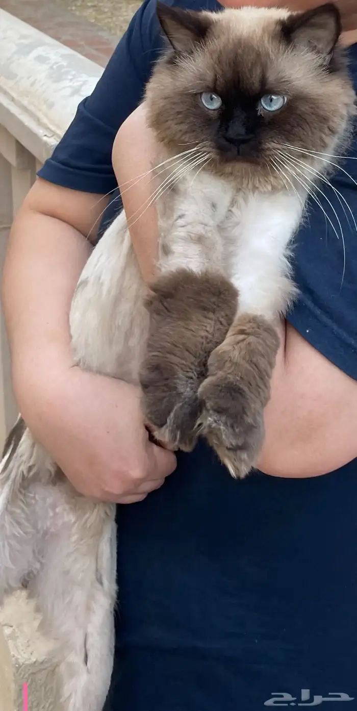 قط ضايع حي الريان 2