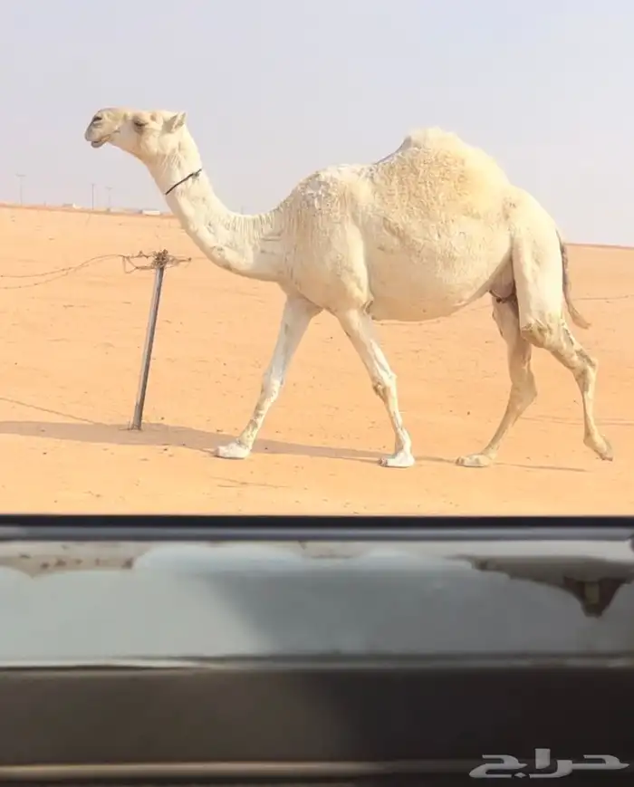 لقحات وضح ملاقي 0