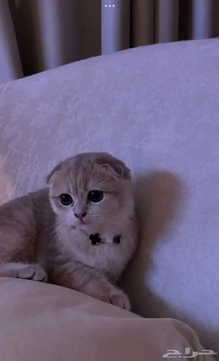 قطة سكوتش فولد العمر ثلاثة شهور 0