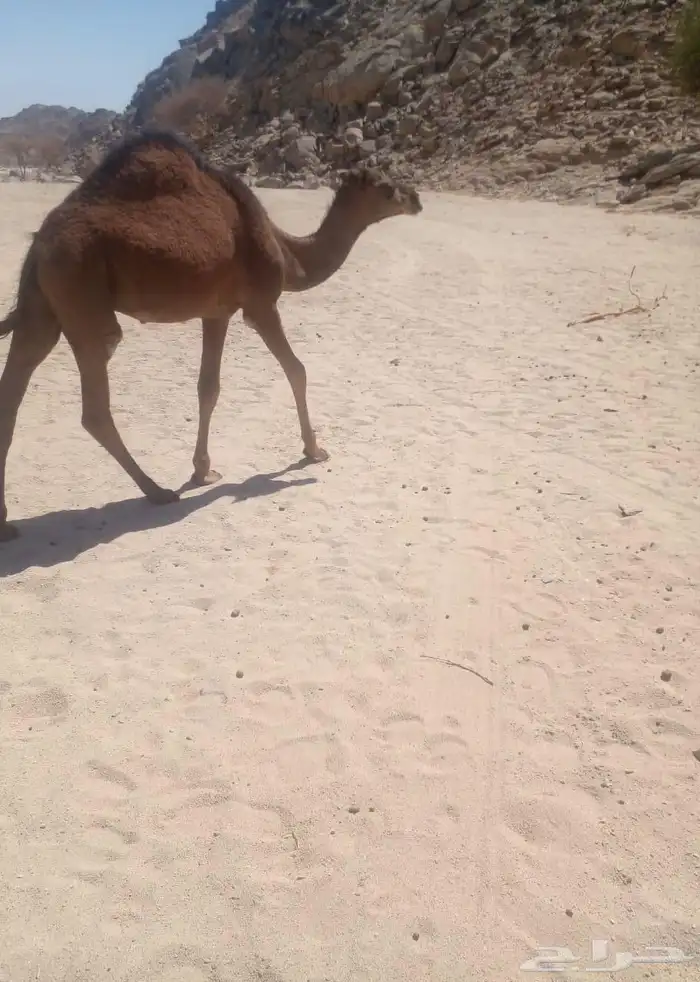 جمل احمر ساحلي 5