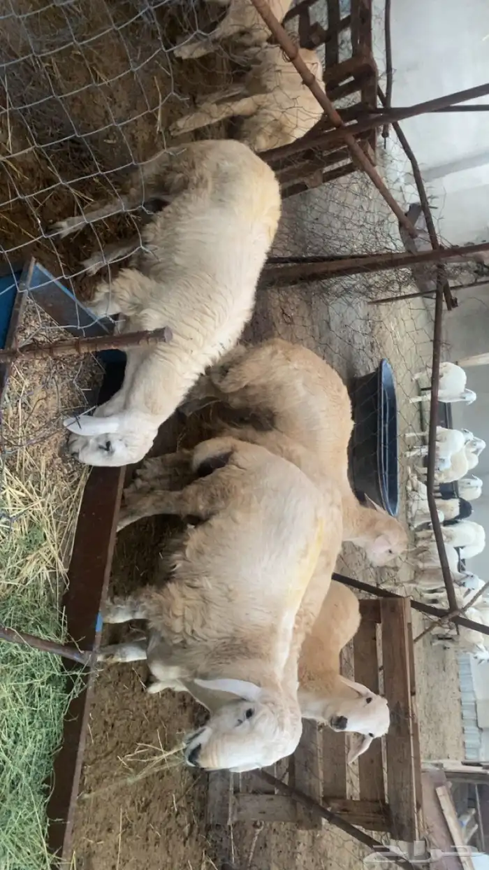 طليان للضيفة فل شحم ولحم 0