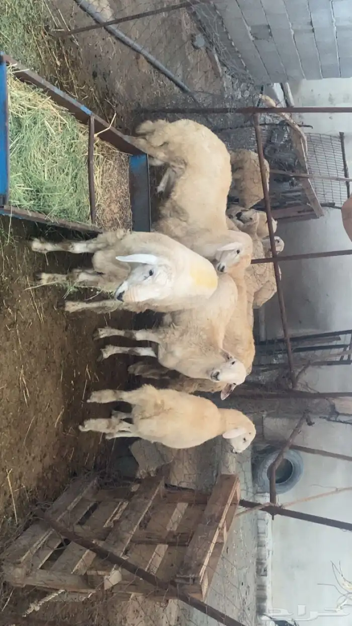 طليان للضيفة فل شحم ولحم 1