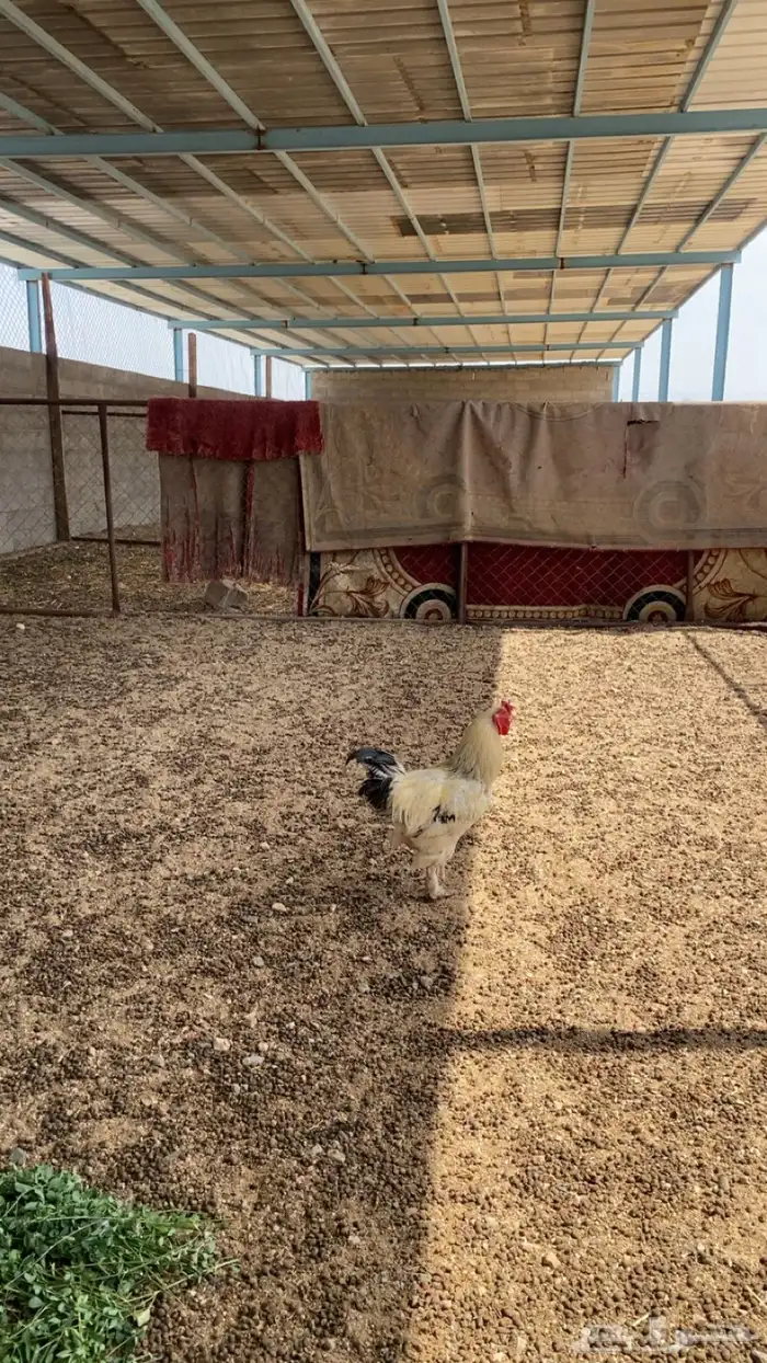 ديك براهما 2