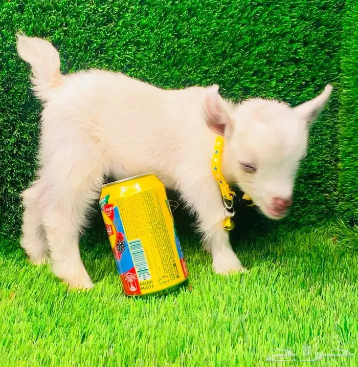 الماعز القزم الصغير جدا ماعز مولود 0