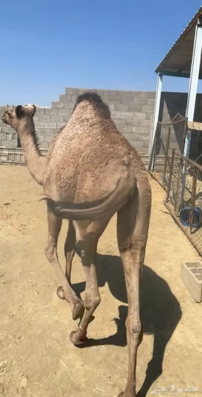 بكره للبيع 3