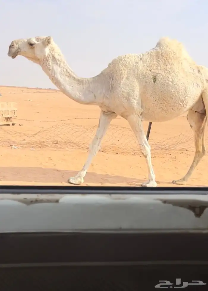 لقحات وضح ملاقي 1