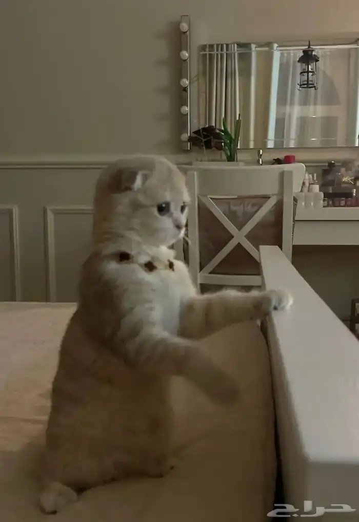 قطة سكوتش فولد العمر ثلاثة شهور 1