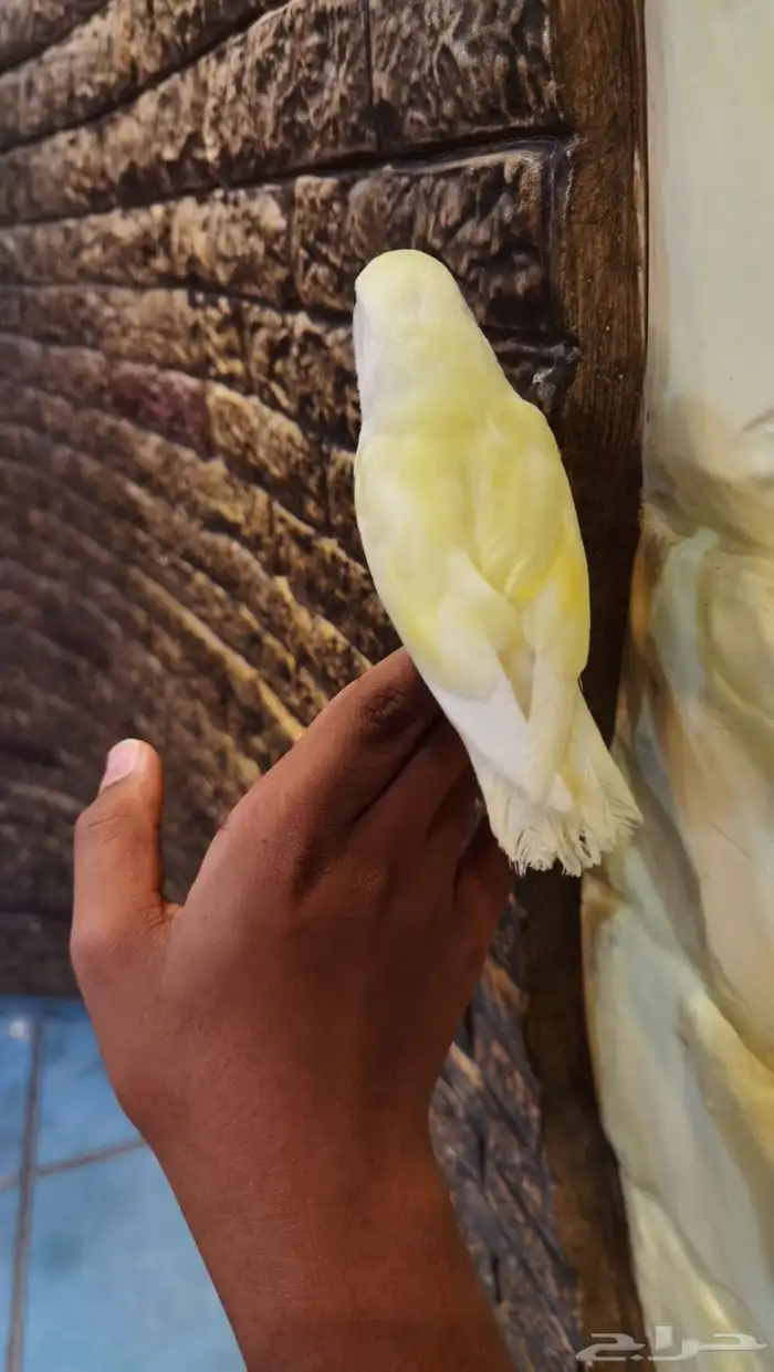 للبيع فرخ روز 2